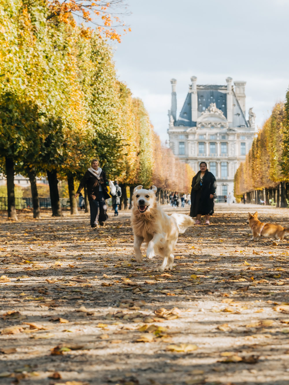 Groene stoelen in Jardin des Tuileries